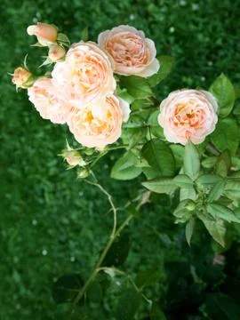 Pink roses Stock Photos