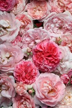 Pink roses. Stock Photos