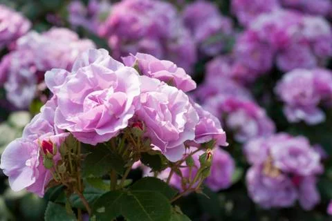 Pink roses Stock Photos