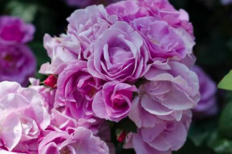 Pink roses Stock Photos