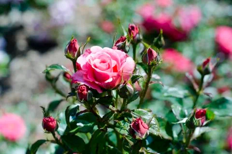 Pink roses Stock Photos