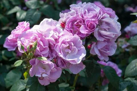 Pink roses 库存照片
