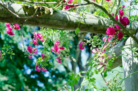 Pink roses 库存照片