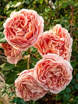 Pink roses Stock Photos