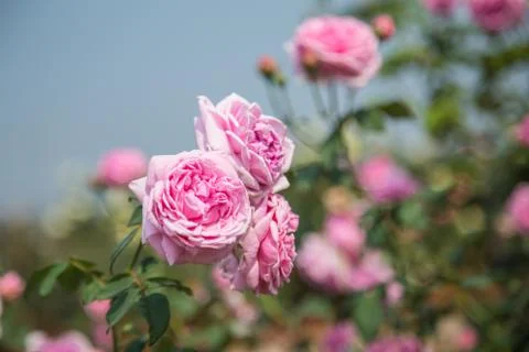 Pink roses Stock Photos