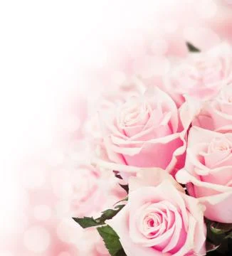 Pink roses Stock Photos