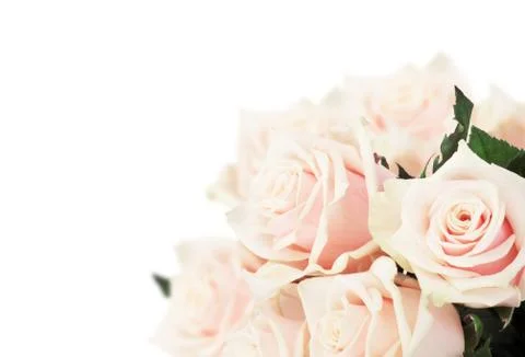 Pink roses Stock Photos