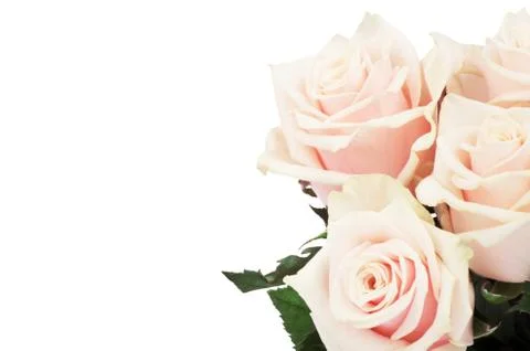 Pink roses Stock Photos