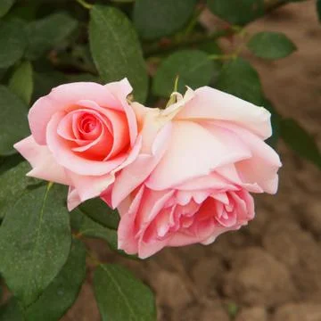 Pink roses Stock Photos