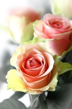 Pink roses Stock Photos