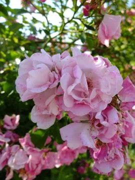 Pink roses. Stock Photos