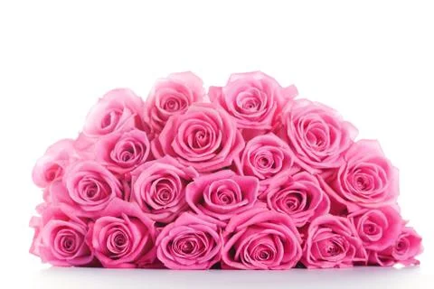 Pink roses Stock Photos