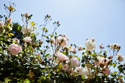 Pink roses Stock Photos