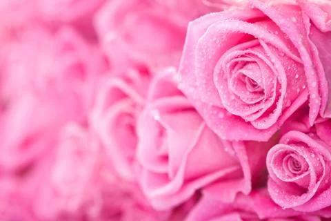 Pink roses Stock Photos