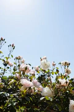 Pink roses Stock Photos