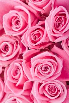Pink roses Stock Photos