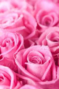 Pink roses Stock Photos