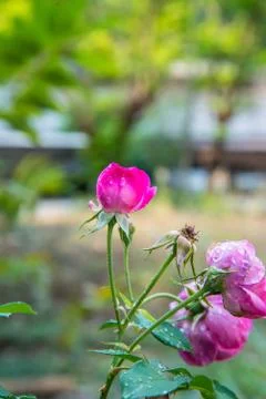 Pink roses Stock Photos