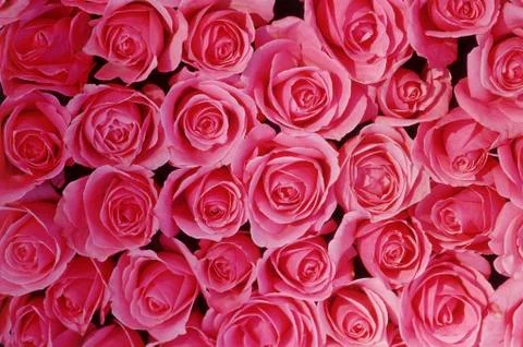 Pink Roses Stock Photos