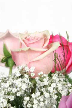 Pink roses Stock Photos