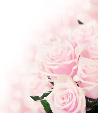 Pink roses Stock Photos