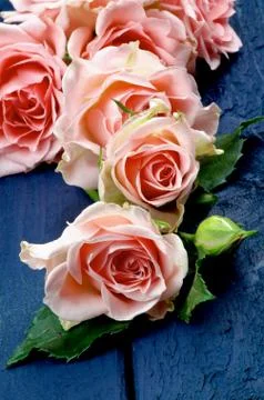 Pink roses Stock Photos
