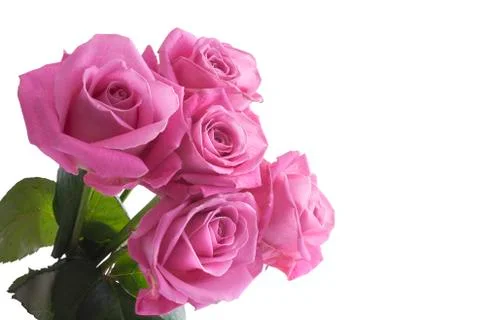 Pink roses Stock Photos