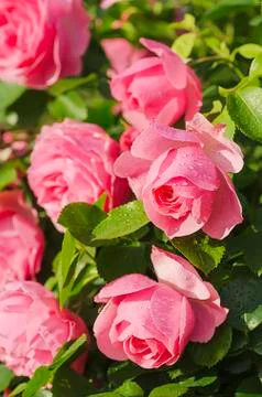 Pink roses Фото