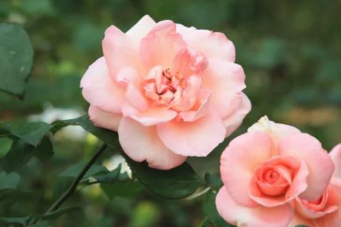 Pink roses Stock Photos