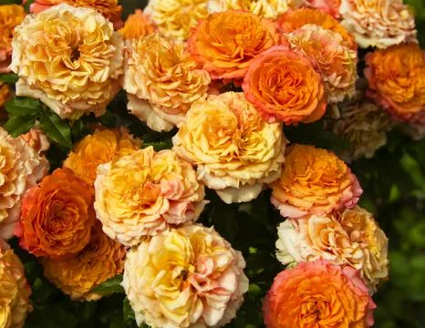 Pink roses Stock Photos