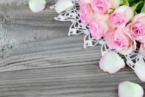 Pink roses Stock Photos