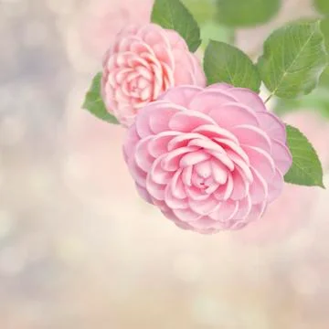 Pink Roses Fotos Stock