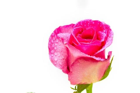 Pink roses Stock Photos