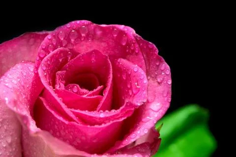 Pink roses Stock Photos