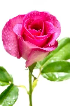 Pink roses Stock Photos
