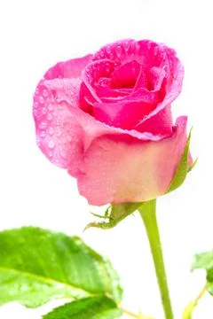 Pink roses Stock Photos