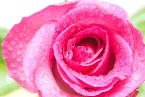 Pink roses Stock Photos