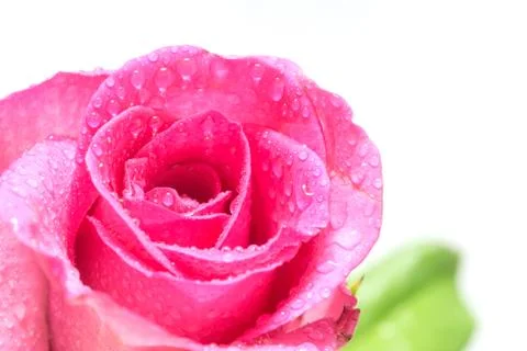 Pink roses Stock Photos