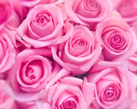 Pink roses Stock Photos