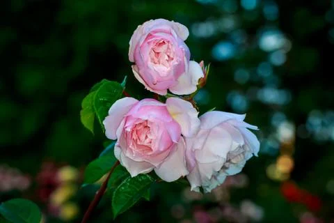Pink Roses Stock Photos