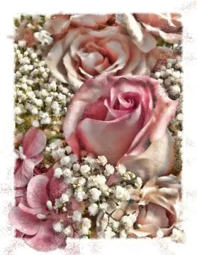 Pink roses Stock Photos