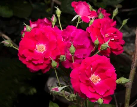 Pink Roses Stock Photos