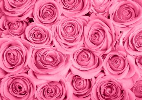 Pink roses Stock Photos