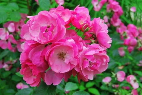Pink roses Foto stock