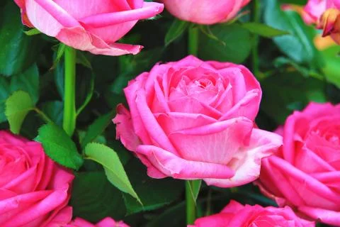 Pink roses Stock Photos