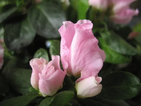 Pink roses Stock Photos