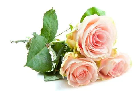 Pink roses Stock Photos