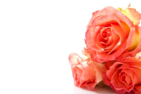 Pink roses Stock Photos