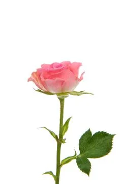 Pink roses Stock Photos