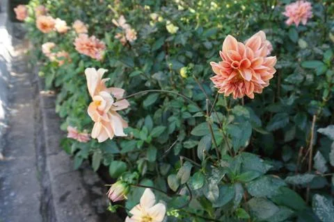 Pink roses Stock Photos